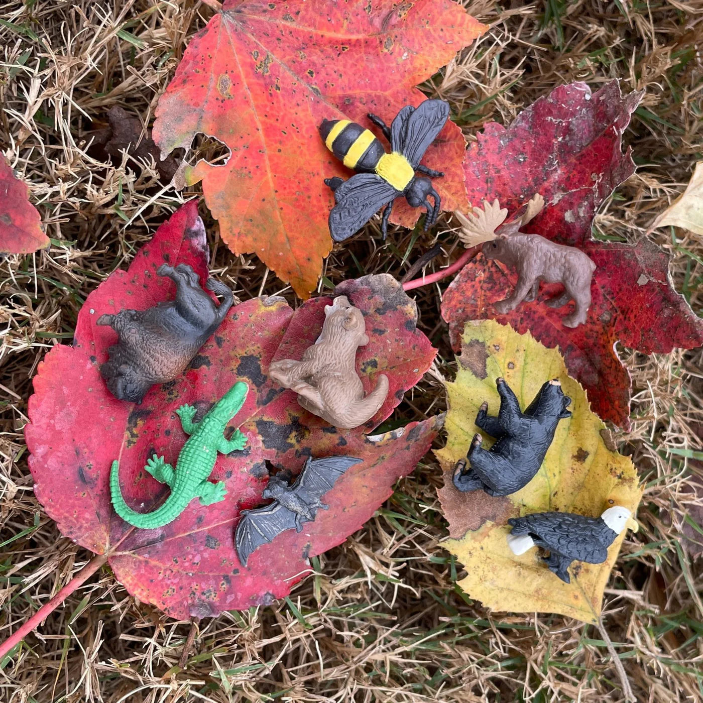 Wild America Fun Pack